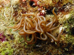 Phyllodesmium briareum