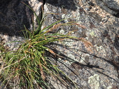 Luzula spicata