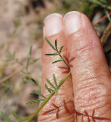 Dalea candida oligophylla