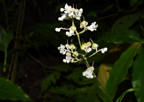 Pollia secundiflora iNat (2)