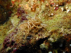 Phyllodesmium briareum