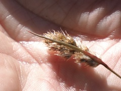 Luzula spicata