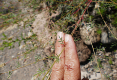 Dalea candida oligophylla