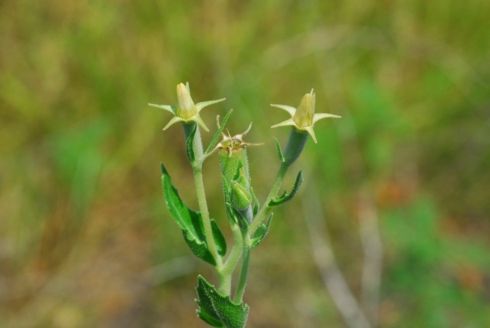 Mentzelia albescens