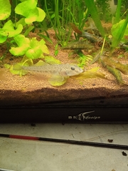 Neogobius fluviatilis