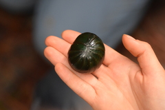 Zoosphaerium neptunus