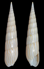 Hastula penicillata