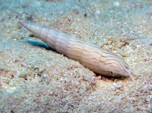Hastula penicillata observed 2016-10-22