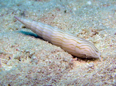 Hastula penicillata