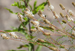 Dalea candida oligophylla