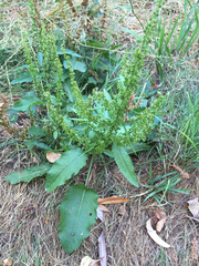 Rumex crispus — photo 2