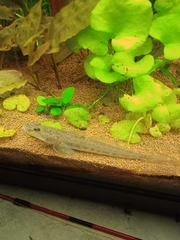 Neogobius fluviatilis