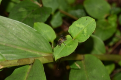 Apis mellifera unicolor