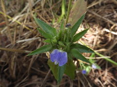 Blepharis tenuiramea