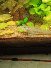 Neogobius fluviatilis