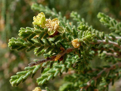 Passerina ericoides