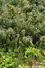 Passerina ericoides