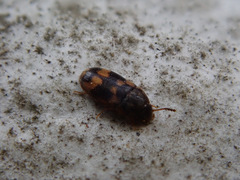 Litargus connexus