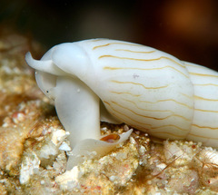 Hastula penicillata