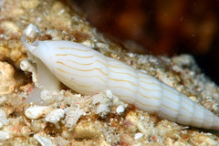 Hastula penicillata