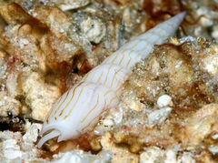 Hastula penicillata
