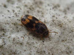 Litargus connexus