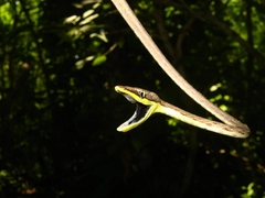 Oxybelis microphthalmus