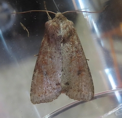 Apamea alia