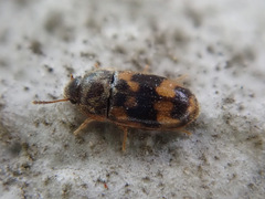 Litargus connexus