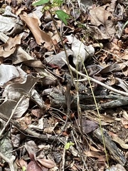Pholidoscelis exsul
