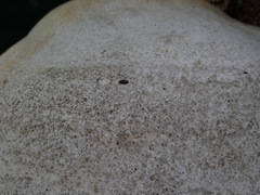 Litargus connexus