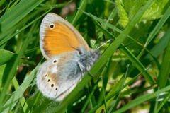 Coenonympha rhodopensis