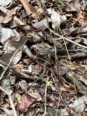 Pholidoscelis exsul
