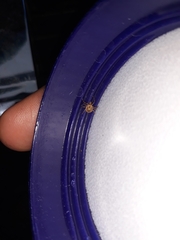 Amblyomma cajennense