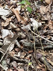 Pholidoscelis exsul