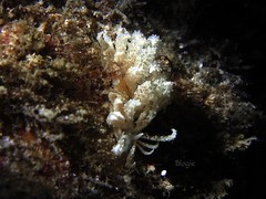 Phyllodesmium crypticum
