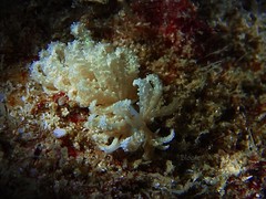 Phyllodesmium crypticum