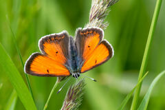 Lycaena candens