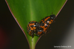 Cyclocephala deceptor