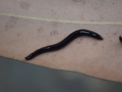 Australopacifica coxii