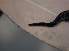 Australopacifica coxii