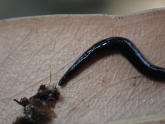 Australopacifica coxii