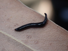 Australopacifica coxii