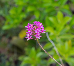 Epidendrum denticulatum