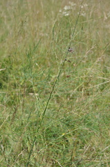 Asparagus tenuifolius