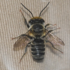 Megachile petulans