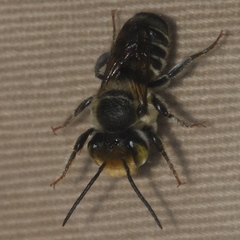 Megachile petulans