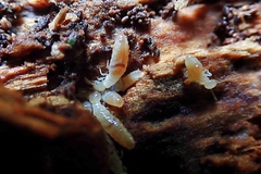 Stolotermes ruficeps