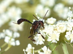 Gasteruption hastator