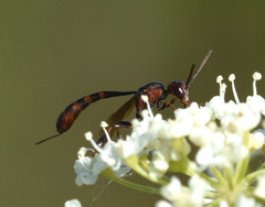 Gasteruption hastator